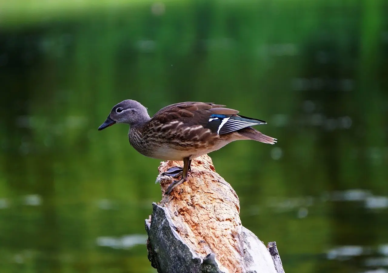 Hint for Sjæl i Krydsord